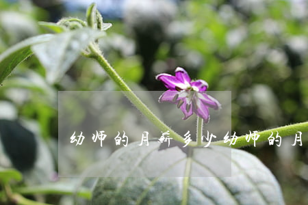 幼师的月薪多少(幼师的月薪多少?)