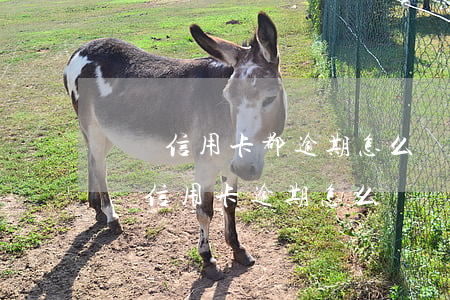 幾個信用卡都逾期怎么協(xié)商(好幾張信用卡逾期怎么辦)