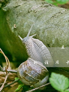 幾千額度的信用卡逾期3個月6-幾千額度的信用卡逾期3個月6萬怎么辦