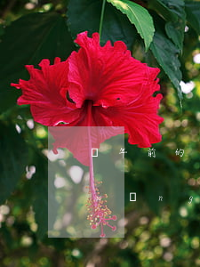 幾年前的逾期影響網(wǎng)貸嗎(網(wǎng)貸逾期一年了)