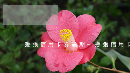 幾張信用卡券逾期-幾張信用卡券逾期