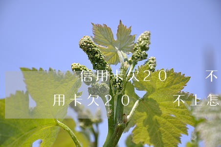幾張信用卡欠20萬還不上怎么辦-幾張信用卡欠20萬還不上怎么辦呢