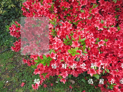 幾張信用卡逾期了會不會聯(lián)名起訴-幾張信用卡逾期了會不會聯(lián)名起訴呢