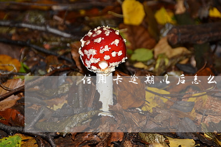 幾張信用卡逾期以后怎么還
