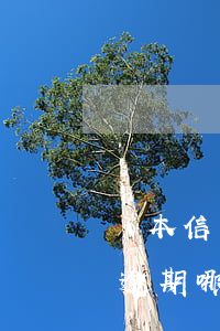 幾本信用卡小貸逾期該怎么辦(貸款跟信用卡逾期哪個嚴重)