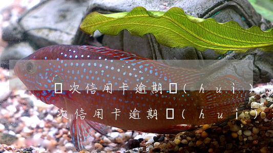 幾次信用卡逾期會(huì)影響貸款(有一次信用卡逾期會(huì)影響貸款嗎)