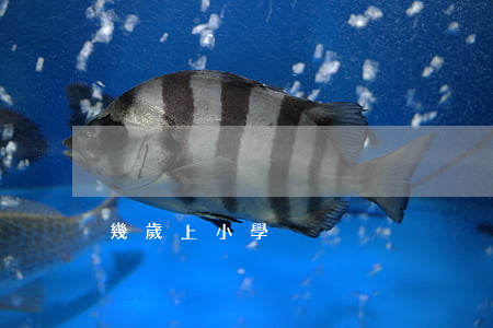 幾歲上小學