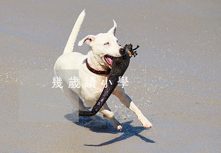 幾歲讀小學