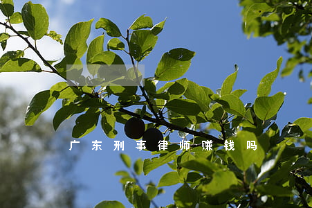广东刑事律师赚钱吗