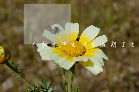 广东德律支付宝逾期了(支付宝逾期律师)