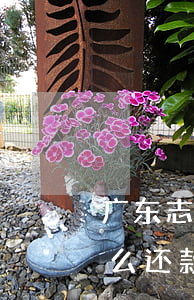 广东志愿者信用卡逾期 广东志愿者信用卡怎么还款