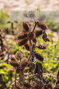 广东网贷债务委托律师(网贷平台委托律师事务所发的律师函是可信的吗)