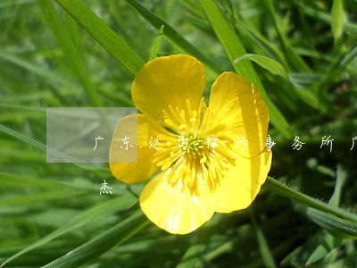 广东达方律师事务所(广东达方律师事务所陈杰)