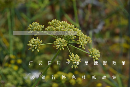 广发信用卡停息挂账政策2020上海-广发银行停息挂账政策