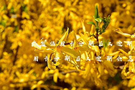 广发信用卡分期后又逾期会怎么样-广发信用卡分期后又逾期会怎么样吗