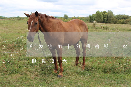 广发信用卡分期逾期二次协商 广发卡信用卡逾期3天