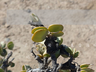 广发信用卡利息合法吗(广发信用卡利息合法吗多少)