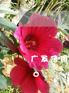 广发信用卡欠3500（广发信用卡欠3500）