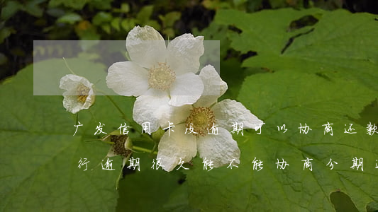 广发信用卡没逾期可以协商还款吗-广发银行逾期很久能不能协商分期还款