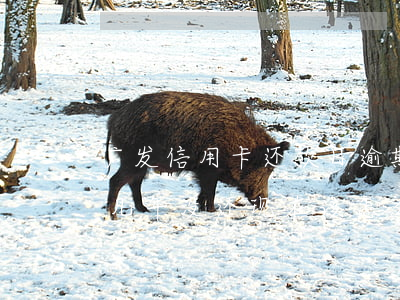 广发信用卡还款日逾期吗(广发信用卡逾期了几年没还,现在该怎么还?)
