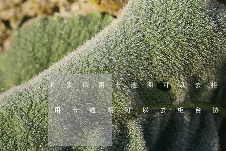 广发信用卡逾期可以去柜台协商吗-广发信用卡逾期可以去柜台协商吗多久