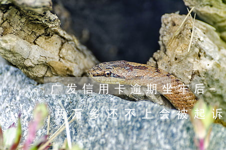 广发信用卡逾期坐牢后-欠广发银行信用卡两万多还不上会被起诉吗