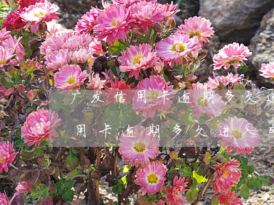 广发信用卡逾期多久进入司法程序-广发信用卡逾期多久进入司法程序处理