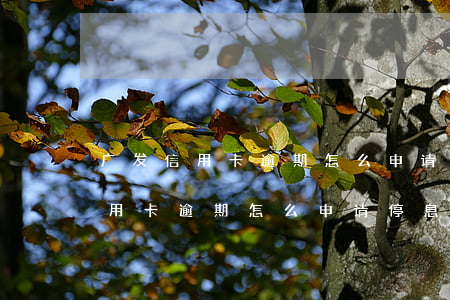 广发信用卡逾期怎么申请停息挂账-广发信用卡逾期怎么申请停息挂账的