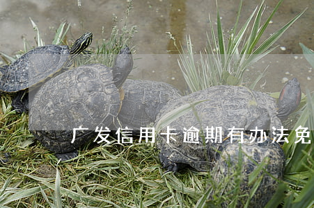 广发信用卡逾期有办法免除利息吗