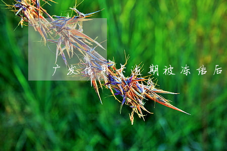 广发信用卡逾期被冻结后是否可以协商还款