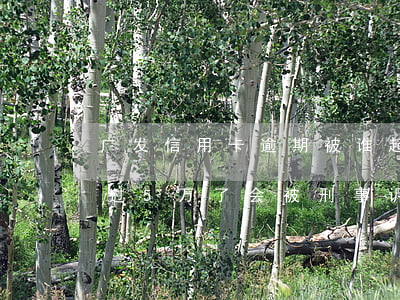 广发信用卡逾期被谁起诉(广发信用卡欠款超过5万了会被刑事诉讼吗)