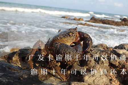 广发卡逾期十年可以协商还本金吗-广发卡逾期十年可以协商还本金吗