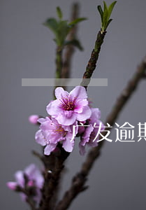 广发逾期一天被起诉(广发多久起诉)