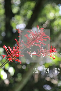 广发逾期后分期还款可以减免手续费吗（广发逾期能协商吗上海）