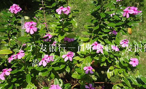 广发银行一直不停息(广发银行利息怎么这么高)