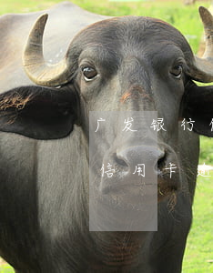 广发银行信用卡逾期几天的后果-广发银行信用卡逾期几天的后果是什么