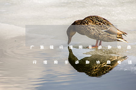 广发银行信用卡逾期协商电话多少-广发银行信用卡逾期协商电话多少号