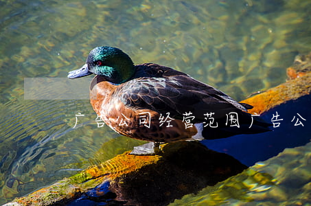 广告公司经营范围(广告公司经营范围大全)