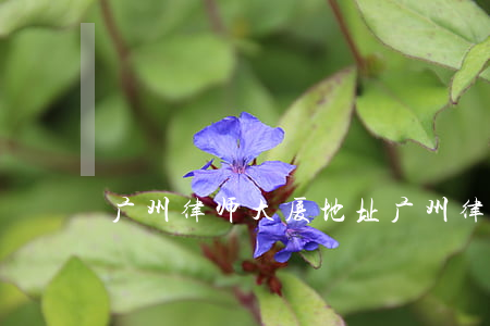 广州律师大厦地址(广州律师大厦入驻律所)