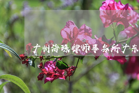 广州海珠律师事务所(广东珠海律师事务所)