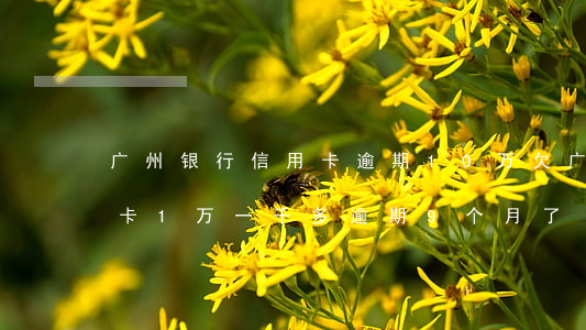 广州银行信用卡逾期10万(欠广州银行信用卡1万一千多逾期9个月了)