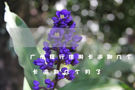 广州银行信用卡逾期几个月了(广州银行信用卡逾期几个月了)