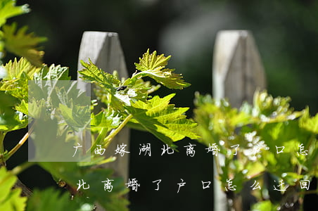 广西嫁湖北离婚了户口怎么迁回去(广西嫁湖北离婚了户口怎么迁回去)