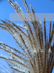 广西工商年报逾期