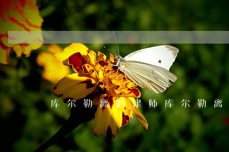 库尔勒离婚律师(库尔勒离婚在哪里)