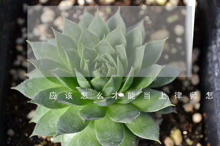 应该怎么才能当上律师(怎么样才可以当律师)