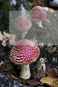 店牌的法律法規(guī)(我家二樓陽臺法院判決一樓底商可以使用掛店牌,合法嗎)