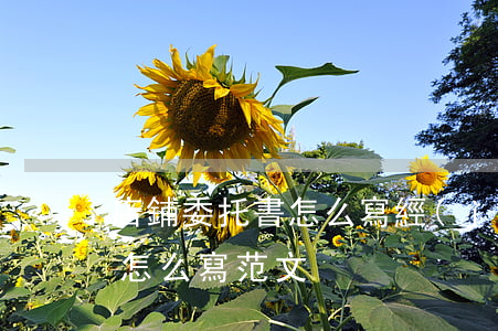 店鋪委托書怎么寫(經(jīng)營委托書怎么寫范文)
