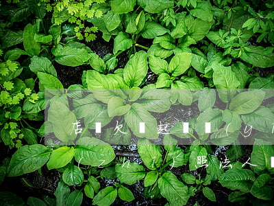 店鋪欠錢起訴營(yíng)業(yè)執(zhí)照法人還是