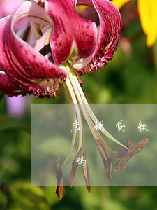 店铺贷款还不起(贷款没还清的商铺可以贷款吗)